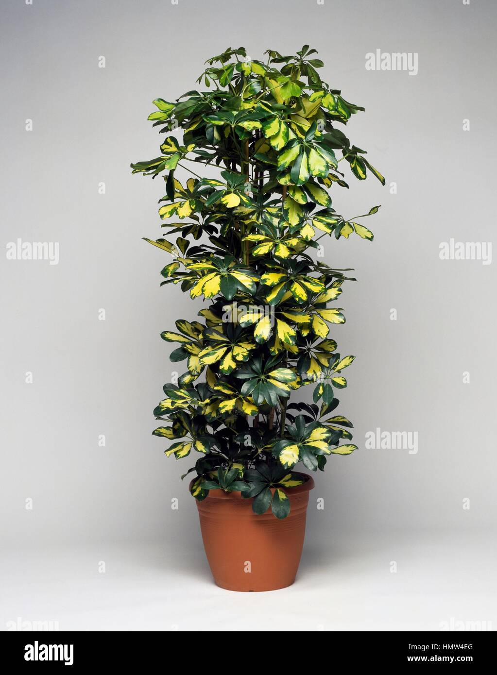 Hawaiian Elf Schefflera (Schefflera Gold Capella), Araliaceae. Stockfoto