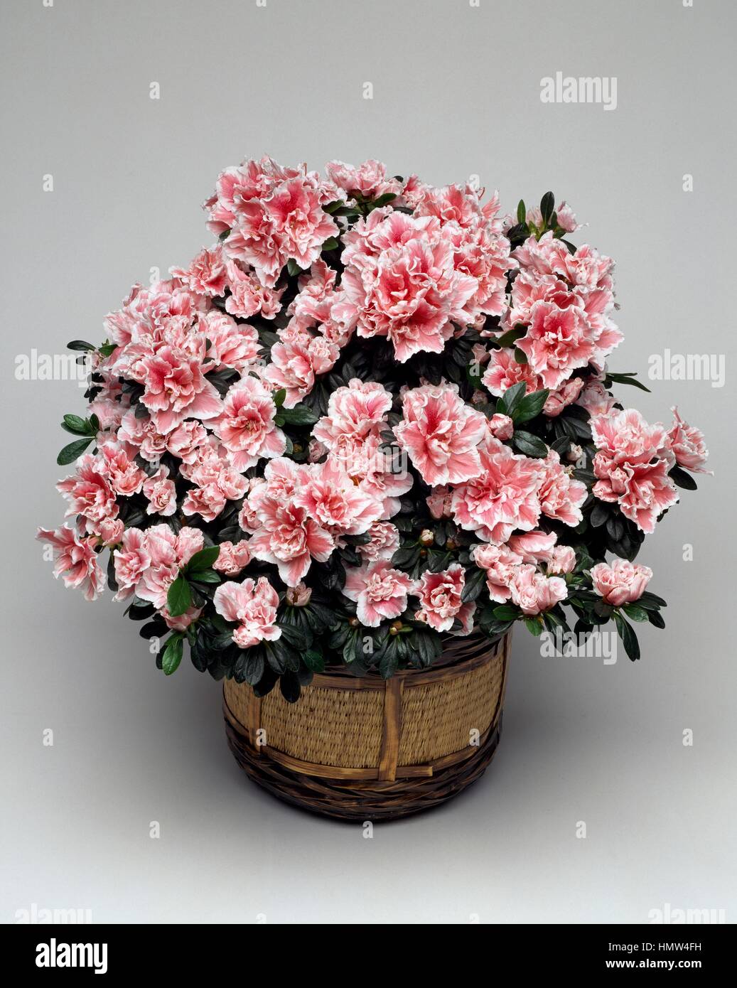 Japanische Azalee (Azalea Japonica Kirin), Ericaceae. Stockfoto