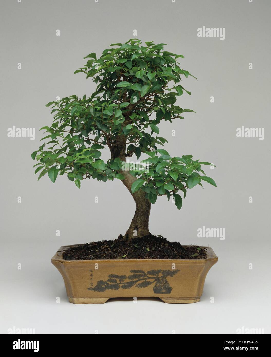 Botanik - Bonsai-Baum, Liguster (Ligustrum), Studio gedreht Stockfotografie  - Alamy
