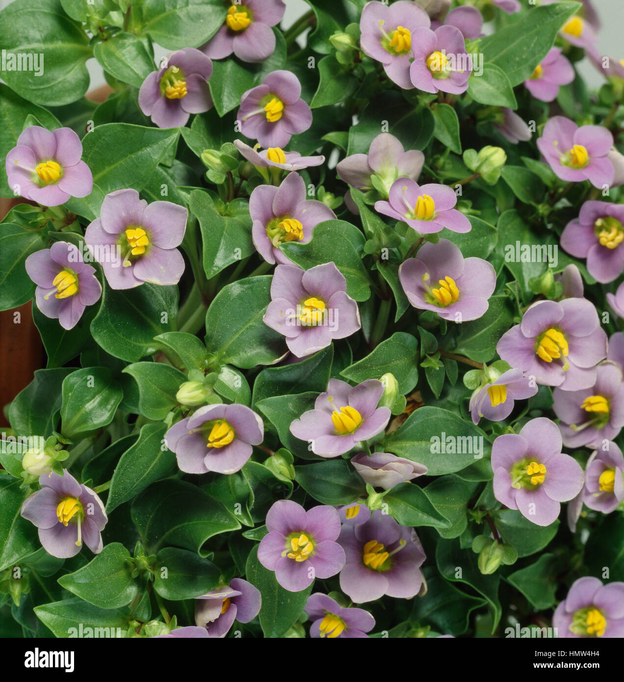 Persische violett (Exacum affine), Gentianaceae. Stockfoto