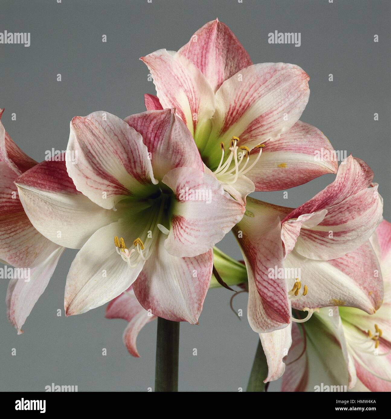 Botanik - Amaryllisgewächse - Hippeastrum "Bouquet" Stockfoto