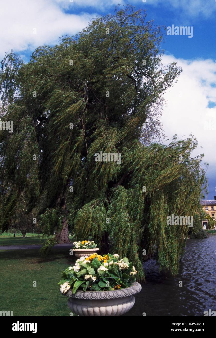 Weinende Weide (Salix X chrysocoma), Salicaceae. Stockfoto