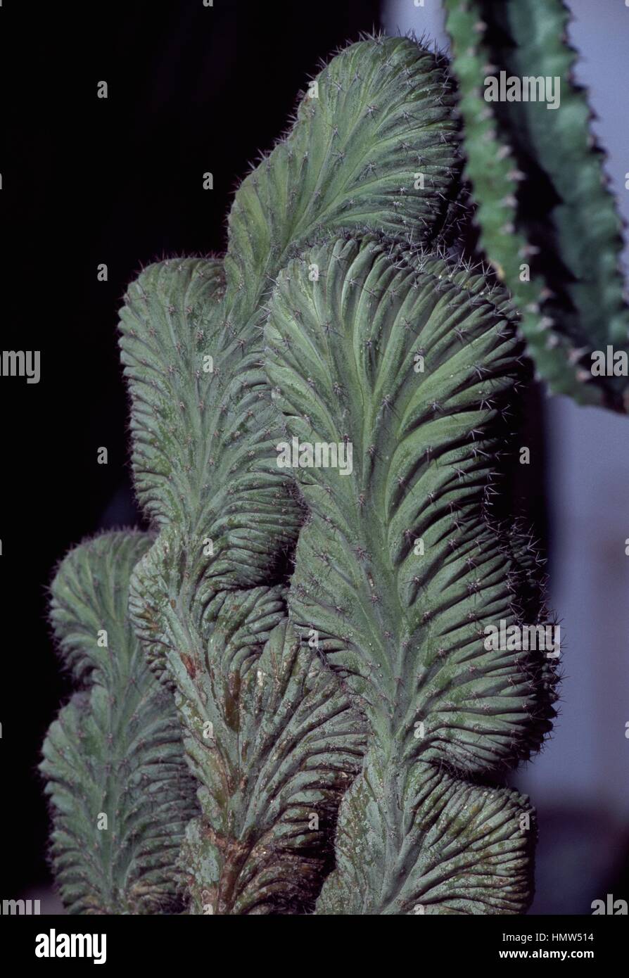 Polaskia Chichipe, Cactaceae. Stockfoto