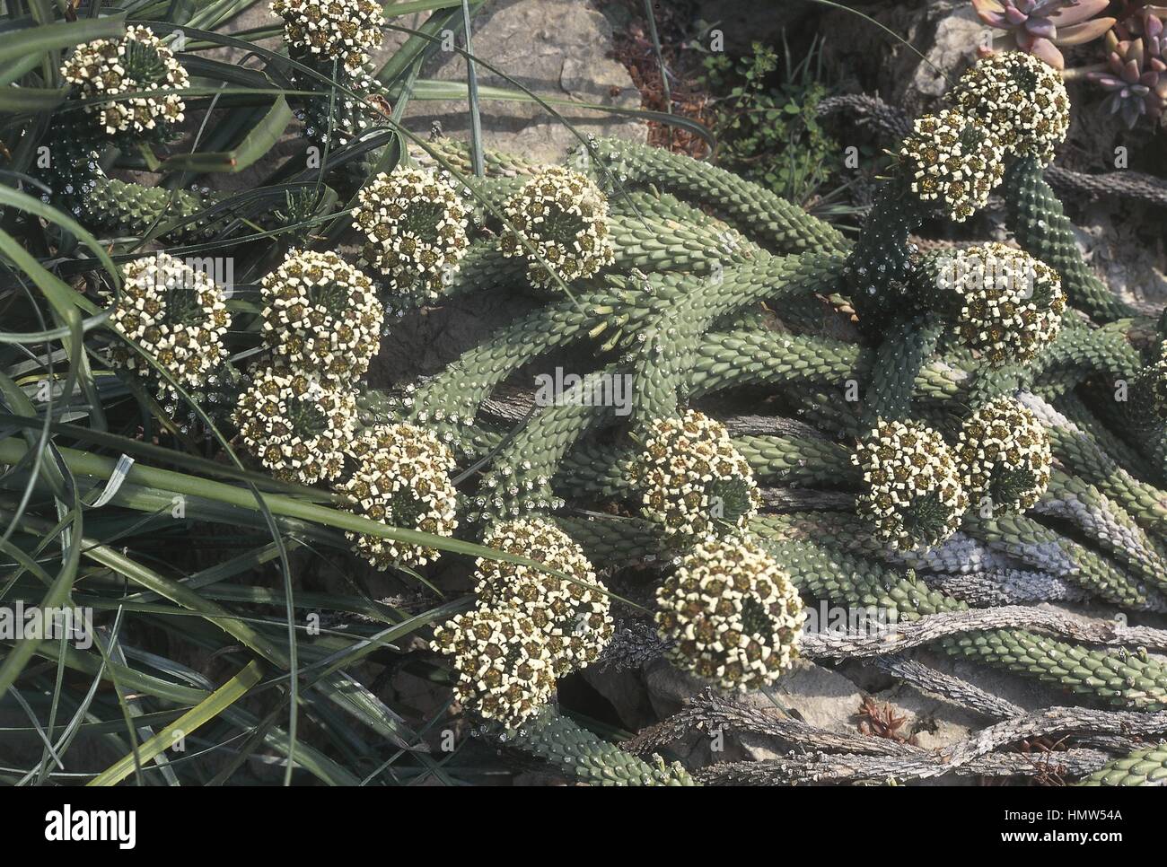 Euphorbia (Euphorbia Caput-Medusen) Stockfoto
