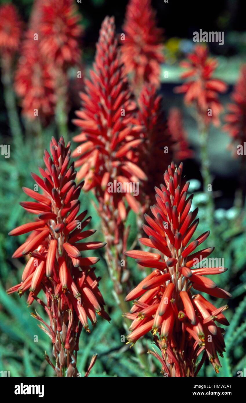 Chinesische Aloe oder indische Aloe (Aloe Vera) Blume, Liliaceae. Detail  Stockfotografie - Alamy