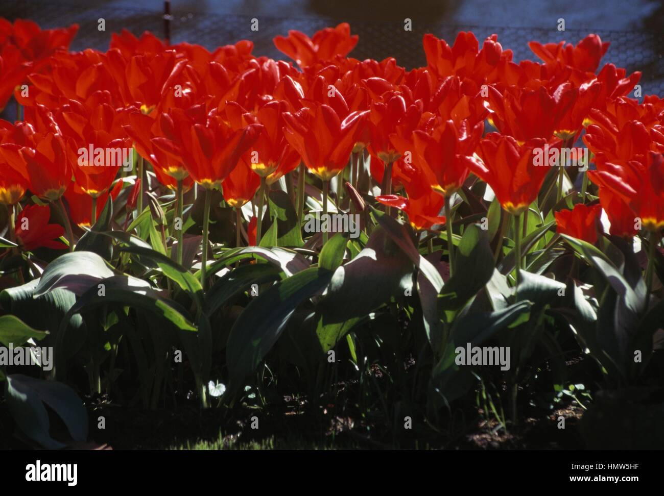 Tulpe (Tulipa Fosteriana Madame Lefeber), Liliaceae. Stockfoto