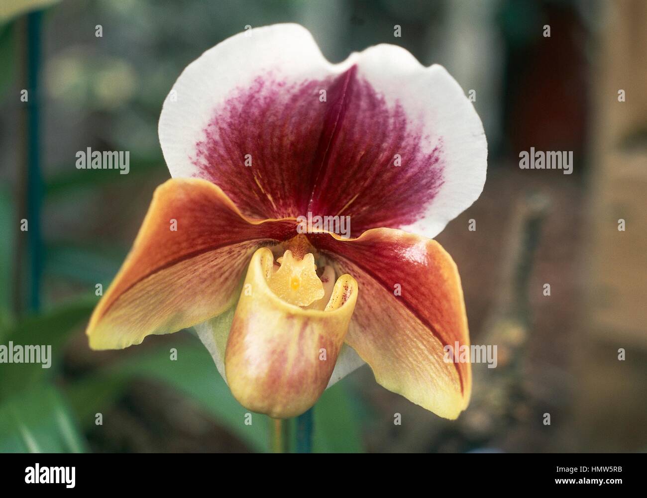 Venus' Slipper (Paphilopedilum Amerikaanse), Orchidaceae. Stockfoto