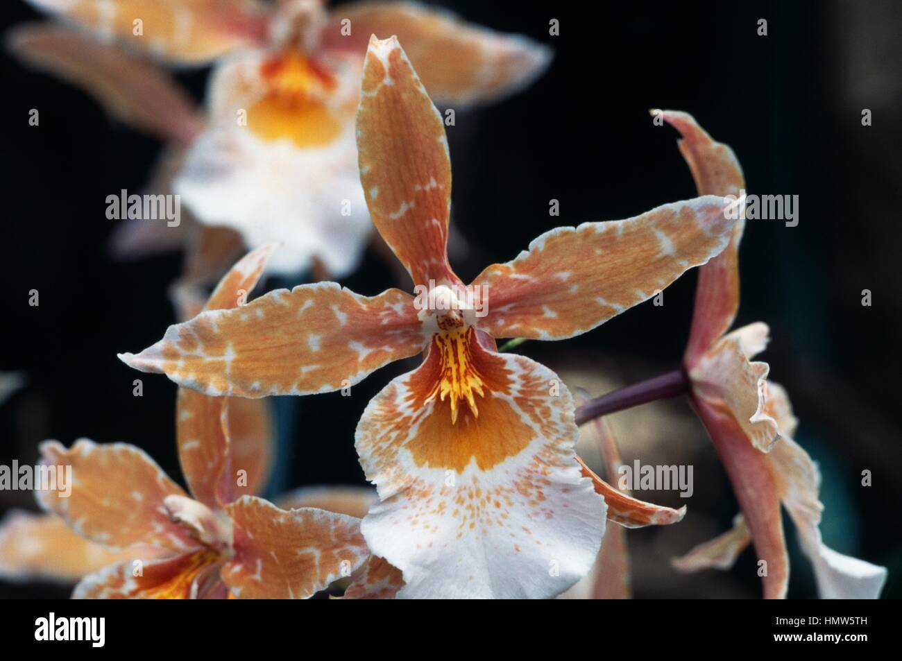 Orchidee (x Vuylstekeara x Cambria Orange), Orchidaceae Stockfotografie