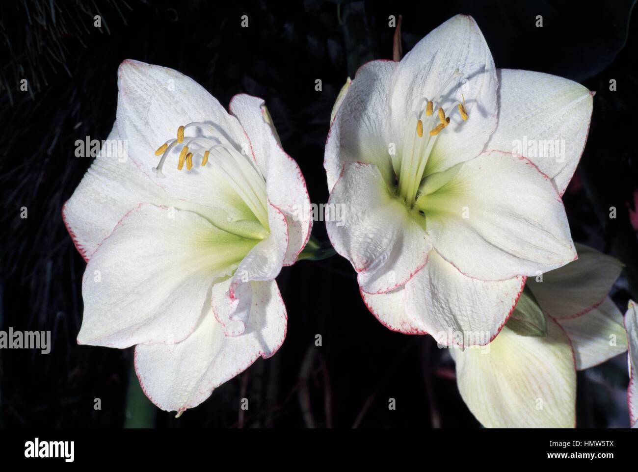 Hippeastrum Präsident Johnson, Amaryllisgewächse. Stockfoto
