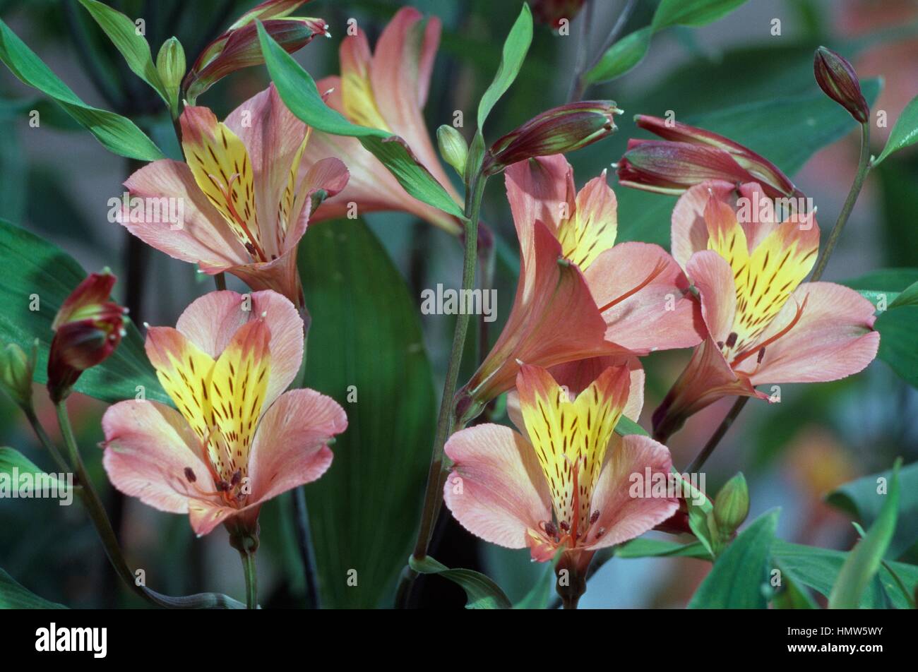 Alstroemeria Evita, Alstroemeriaceae. Stockfoto