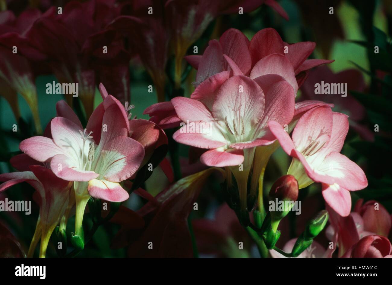 Freesien (Freesia scharlachrote Eindruck), Iridaceae. Stockfoto