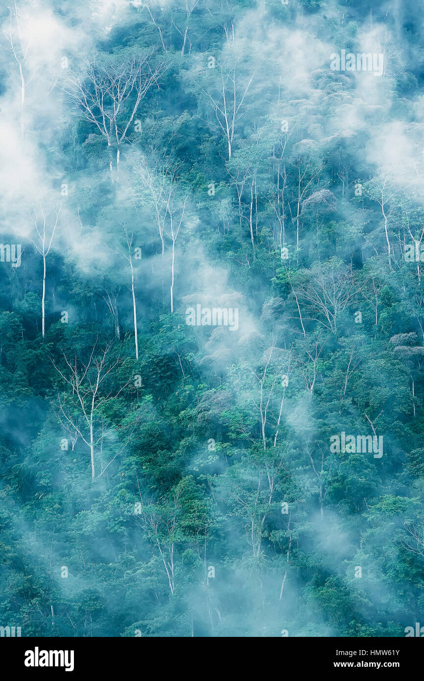 Regenwald mit Nebel, Corcovado National Park, Costa Rica Stockfoto