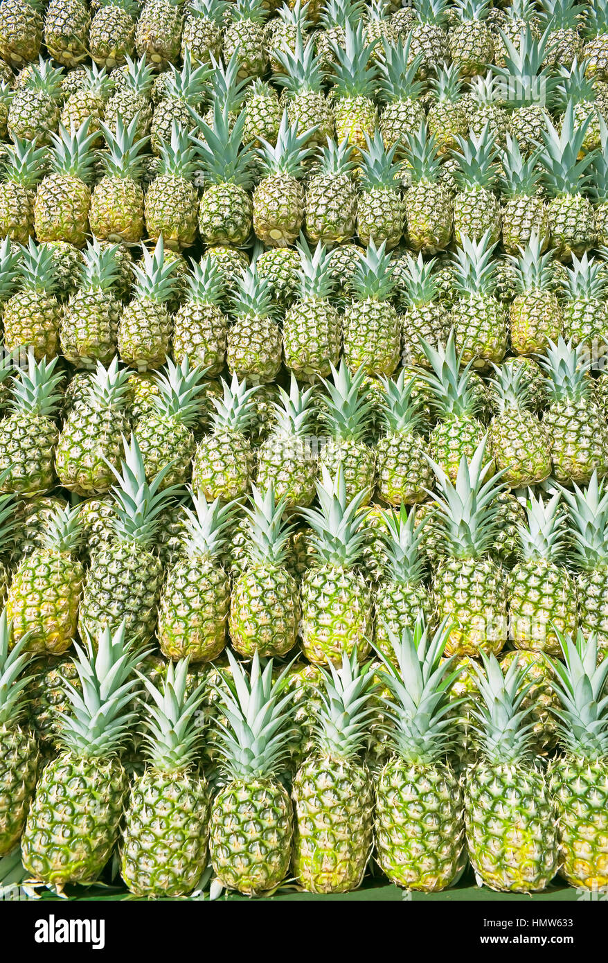 Geerntet bio Ananas, sarapiqui, Costa Rica Stockfoto