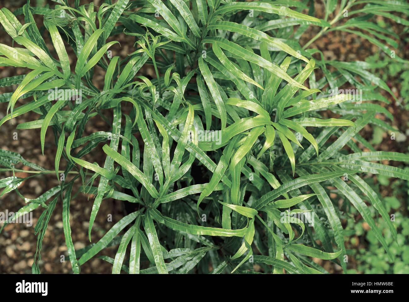 Botanik - Bäume - Rosengewächse. Weinend Higan-Kirsche (Prunus Subhirtella Pendel) Stockfoto