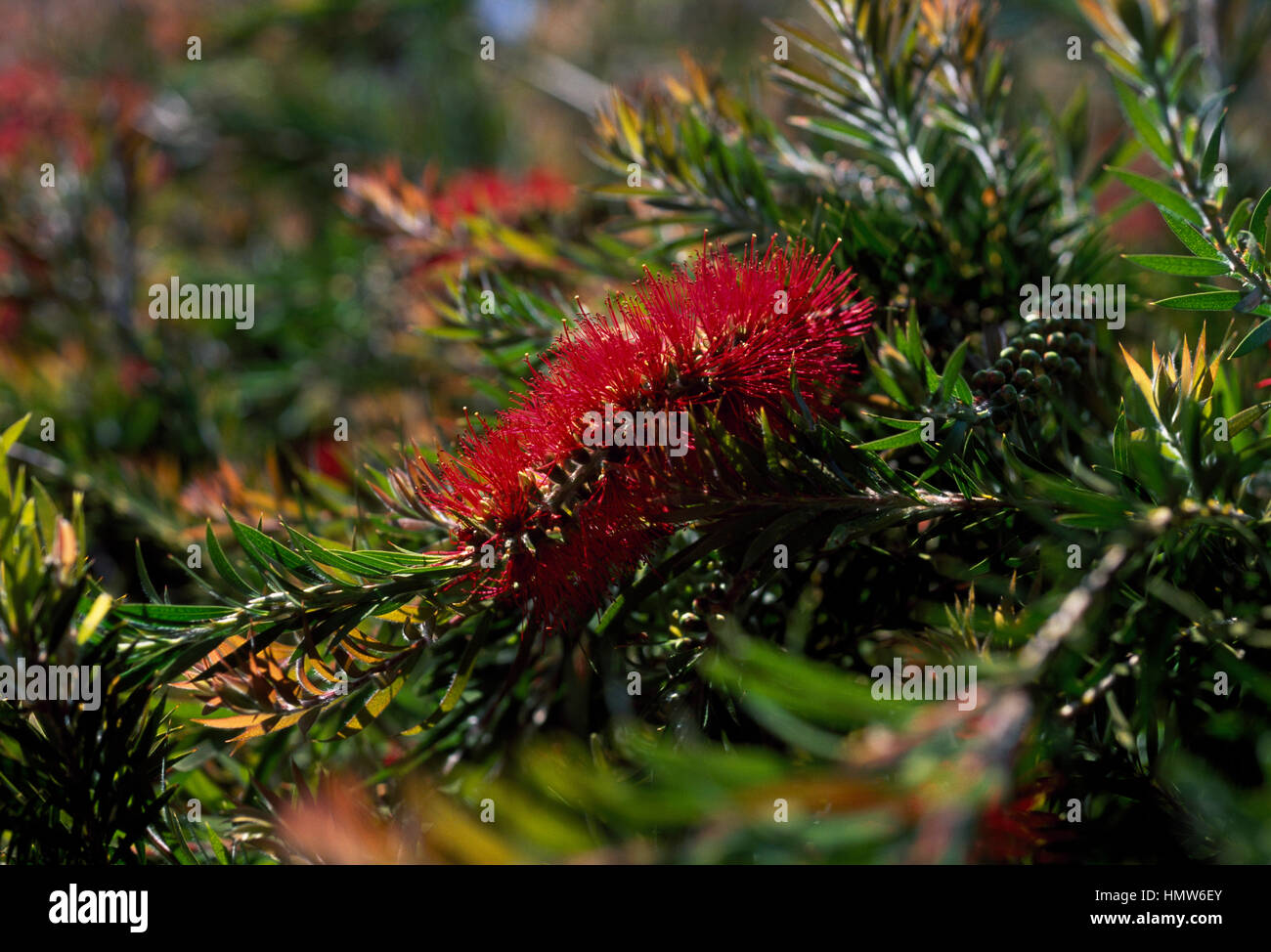 Zwerg Bottlebrush (Zylinderputzer Subulatus), Myrtaceae. Stockfoto