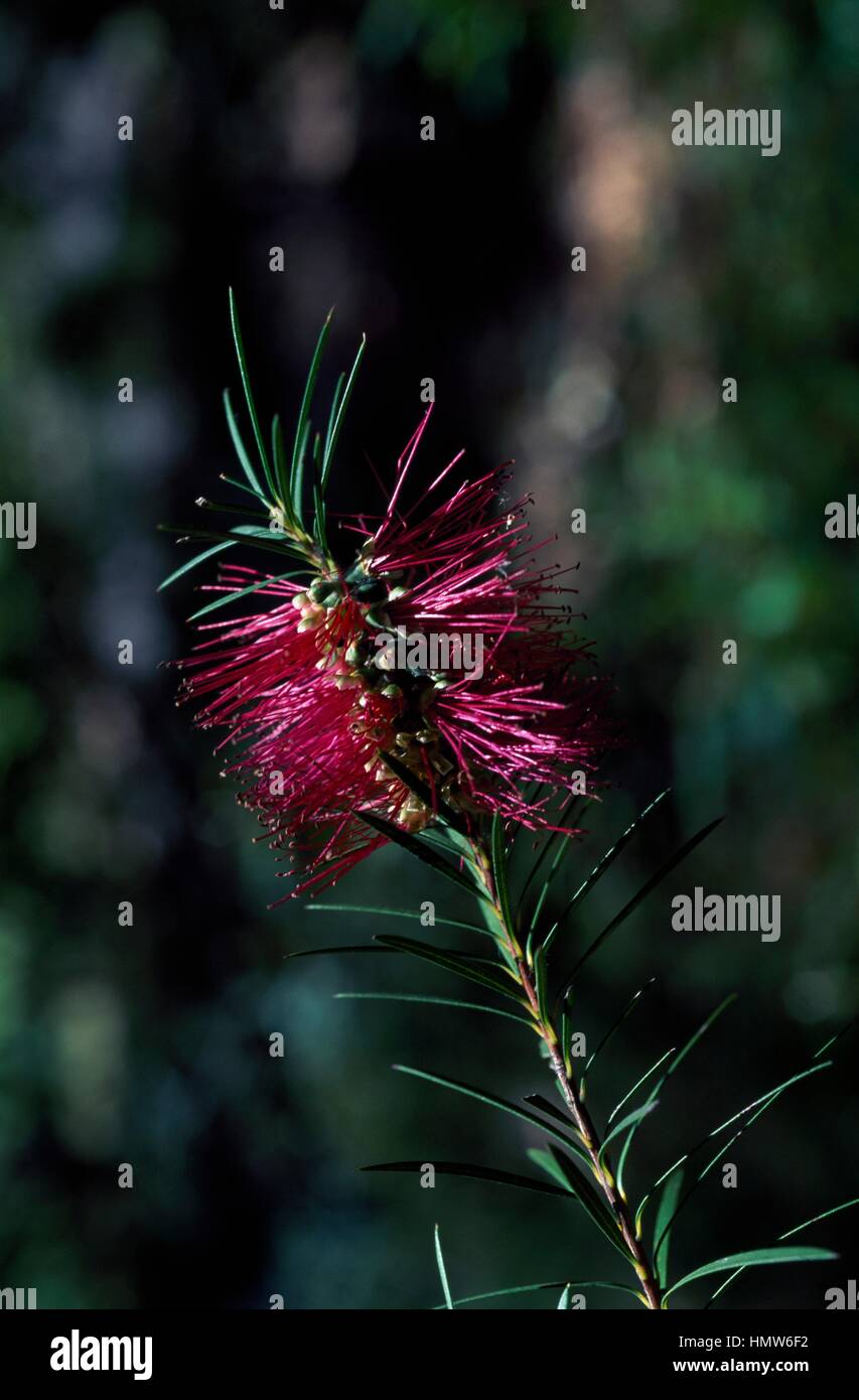 Zwerg Bottlebrush (Zylinderputzer Subulatus), Myrtaceae. Stockfoto