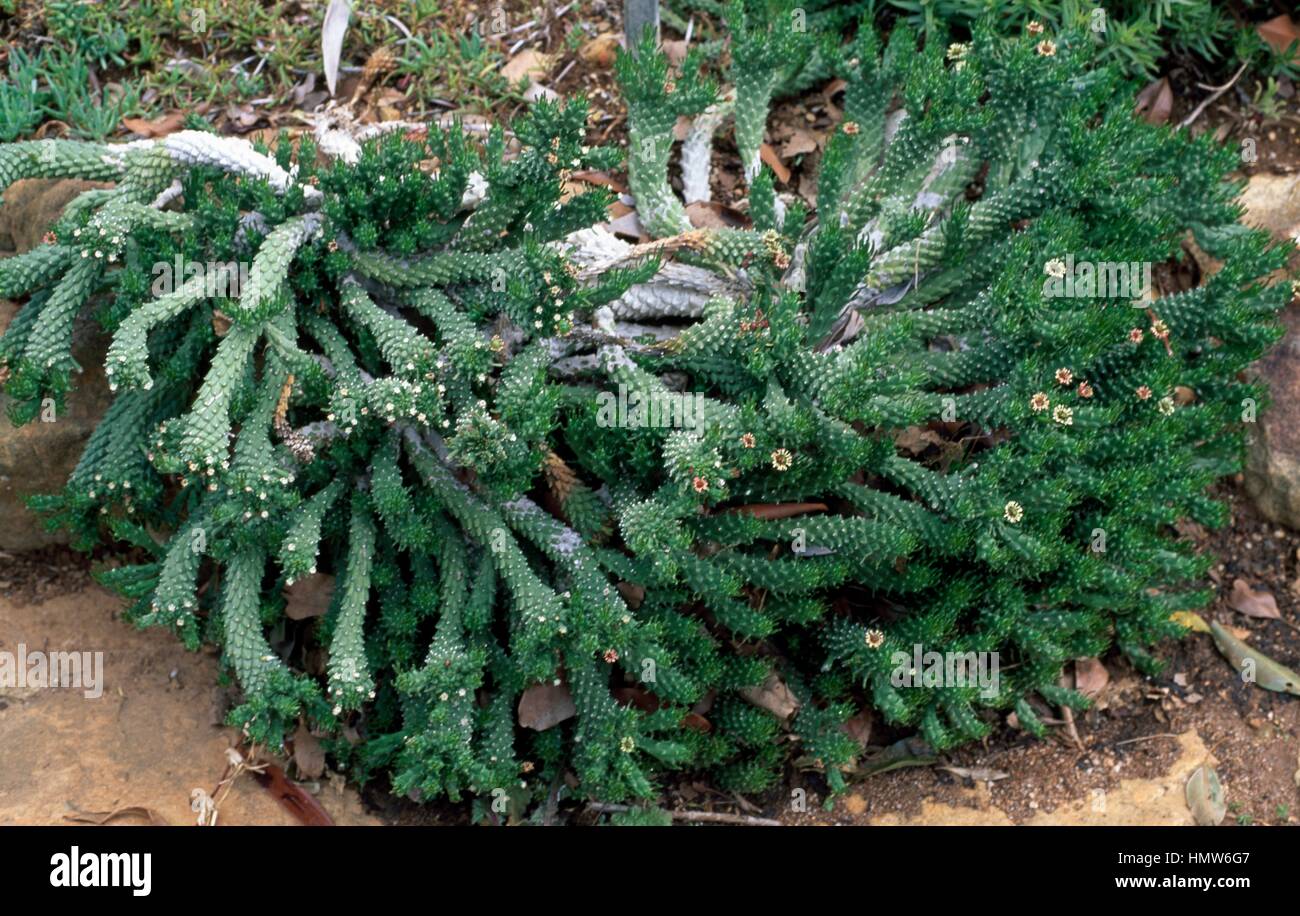 Euphorbia Caput Medusen, Euphorbiaceae. Stockfoto