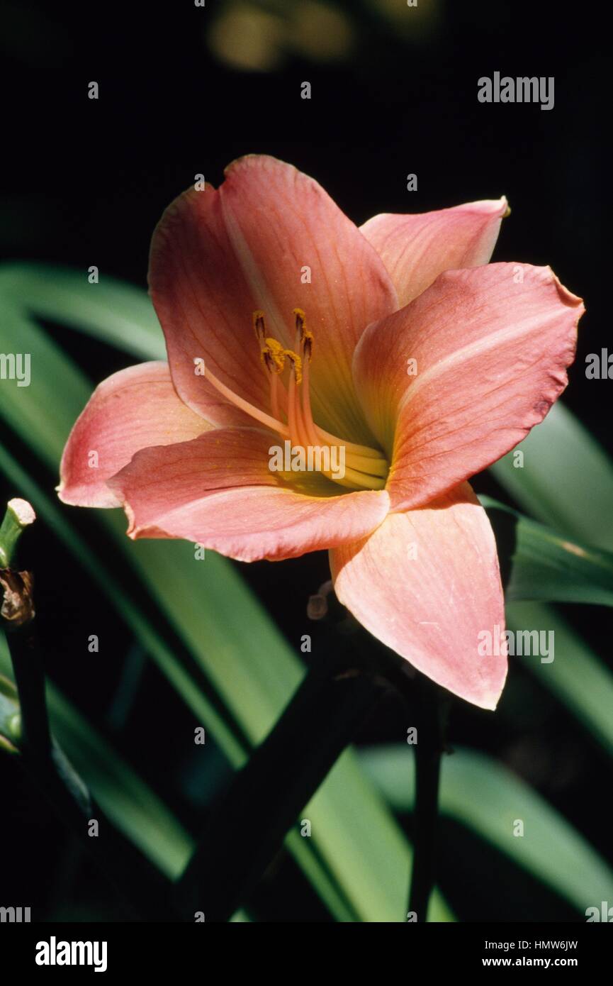 Taglilie (Hemerocallis Esau), Hemerocallidaceae. Stockfoto