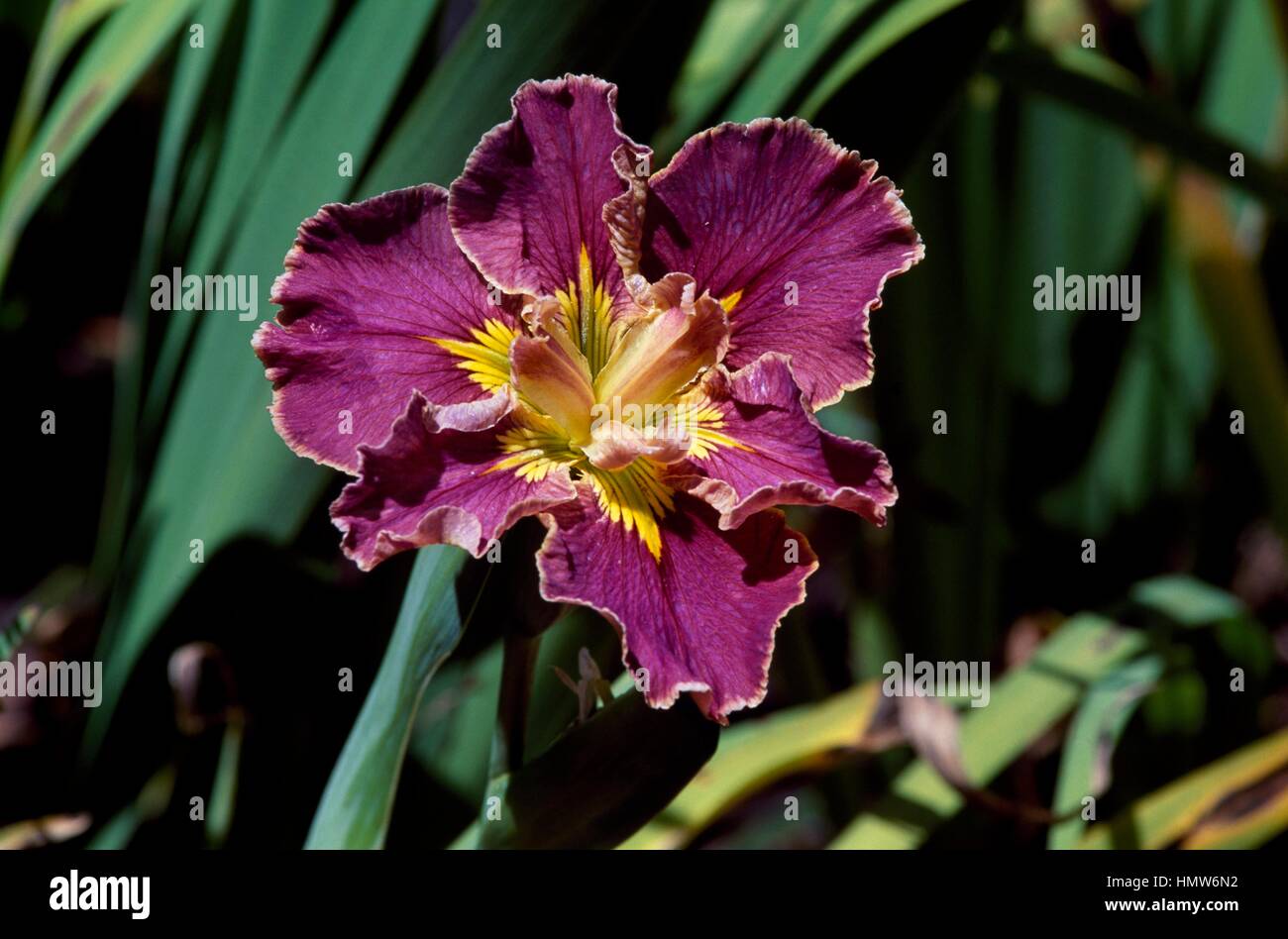 Hybrid-Iris (Louisiana-Iris exklusiv-Label), Iridaceae. Stockfoto