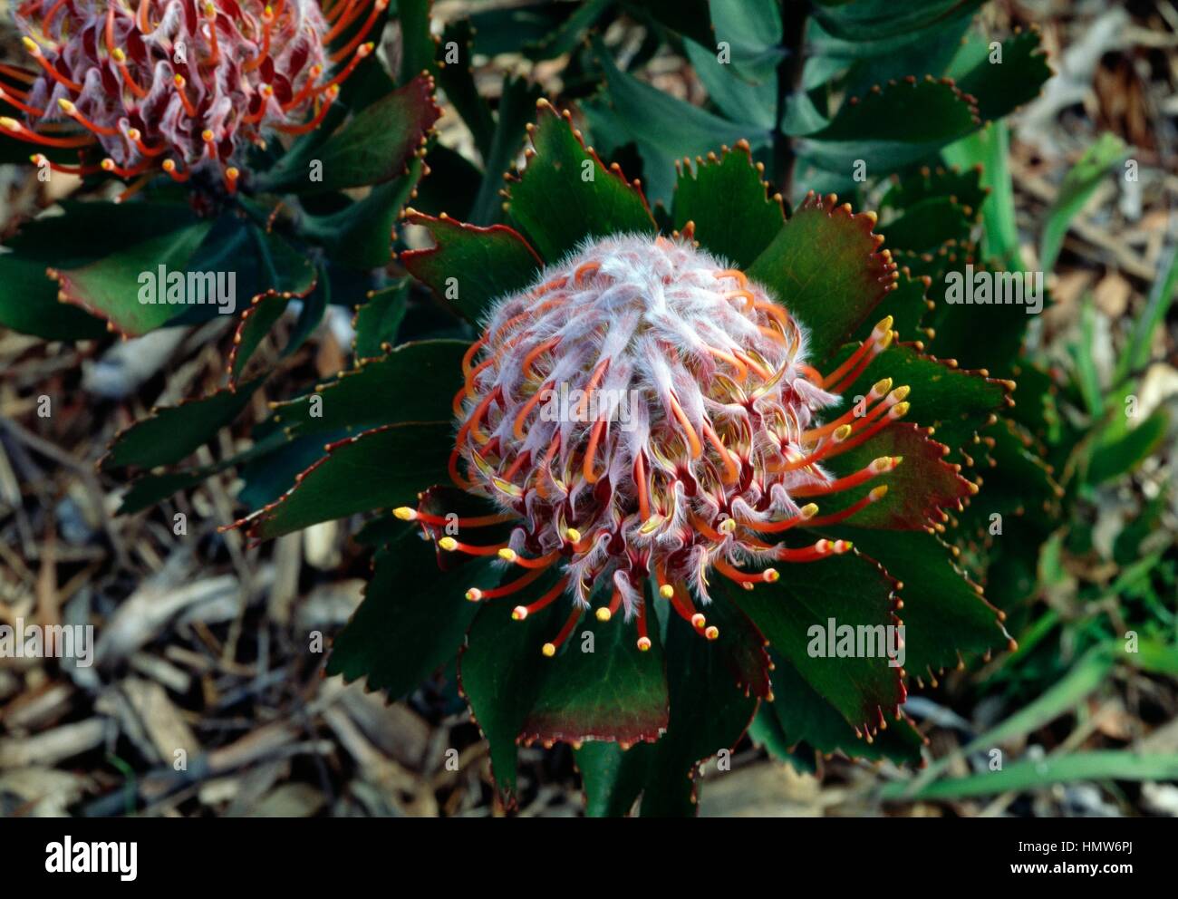 Outeniqua Nadelkissen (Leucospermum Glabrum), Proteaceae. Stockfoto