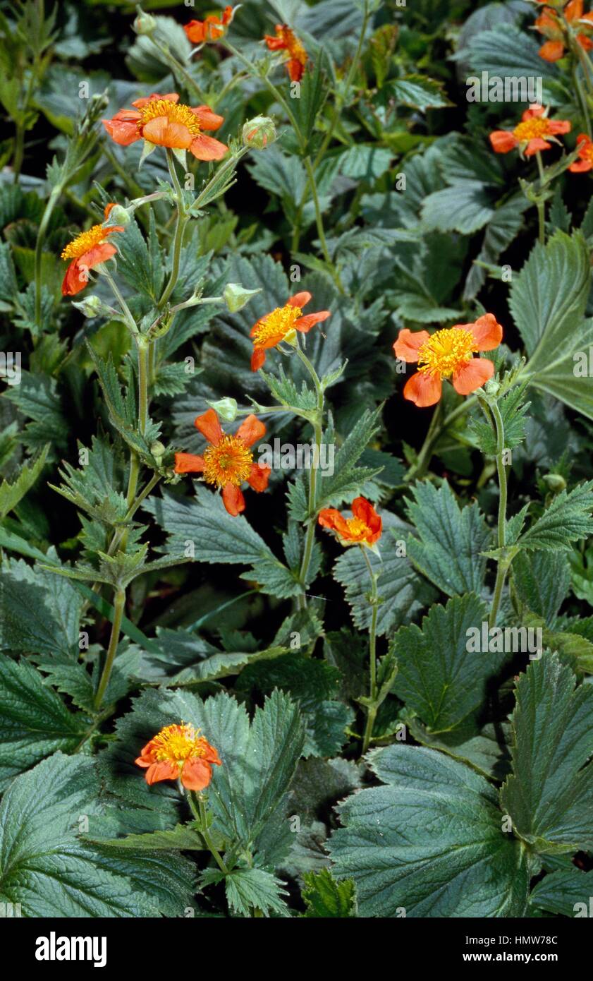 Scharlachrote Avens (Geum Coccineum), Rosengewächse. Stockfoto