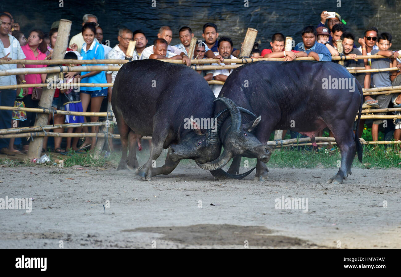 Zwei Wasserbüffel (Bubalus Arnee) beim Stierkampf, Lamai, Koh Samui, Thailand Stockfoto