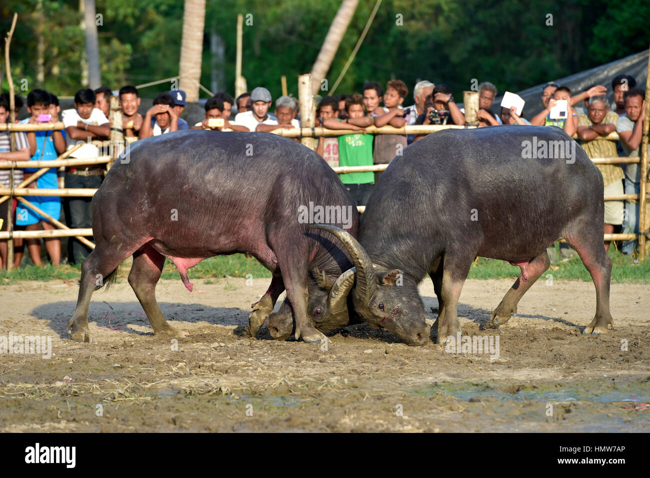 Zwei Wasserbüffel (Bubalus Arnee) beim Stierkampf, Lamai, Koh Samui, Thailand Stockfoto