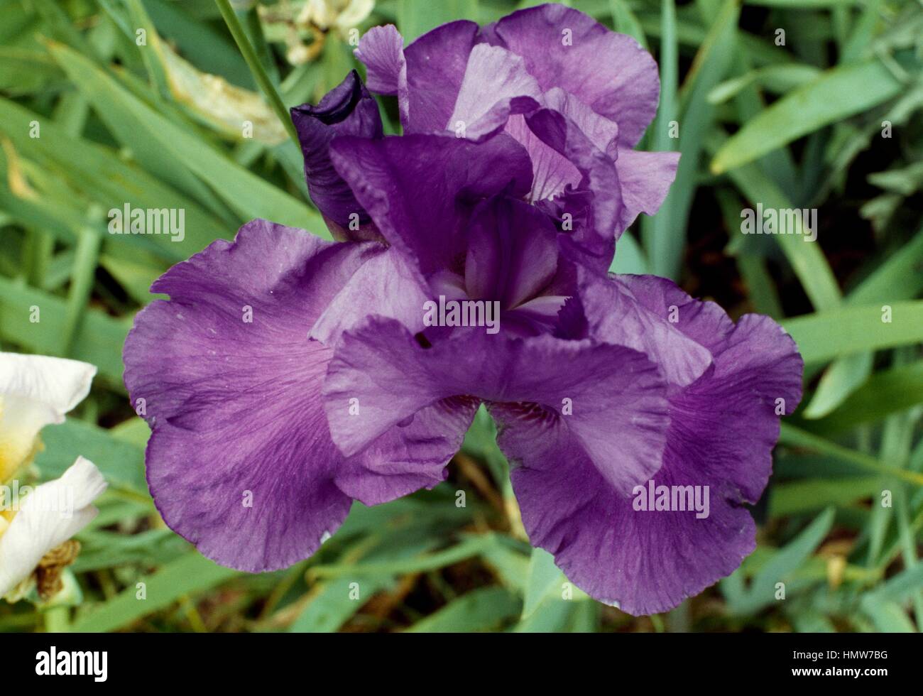 Iris sp, Iridaceae. Stockfoto