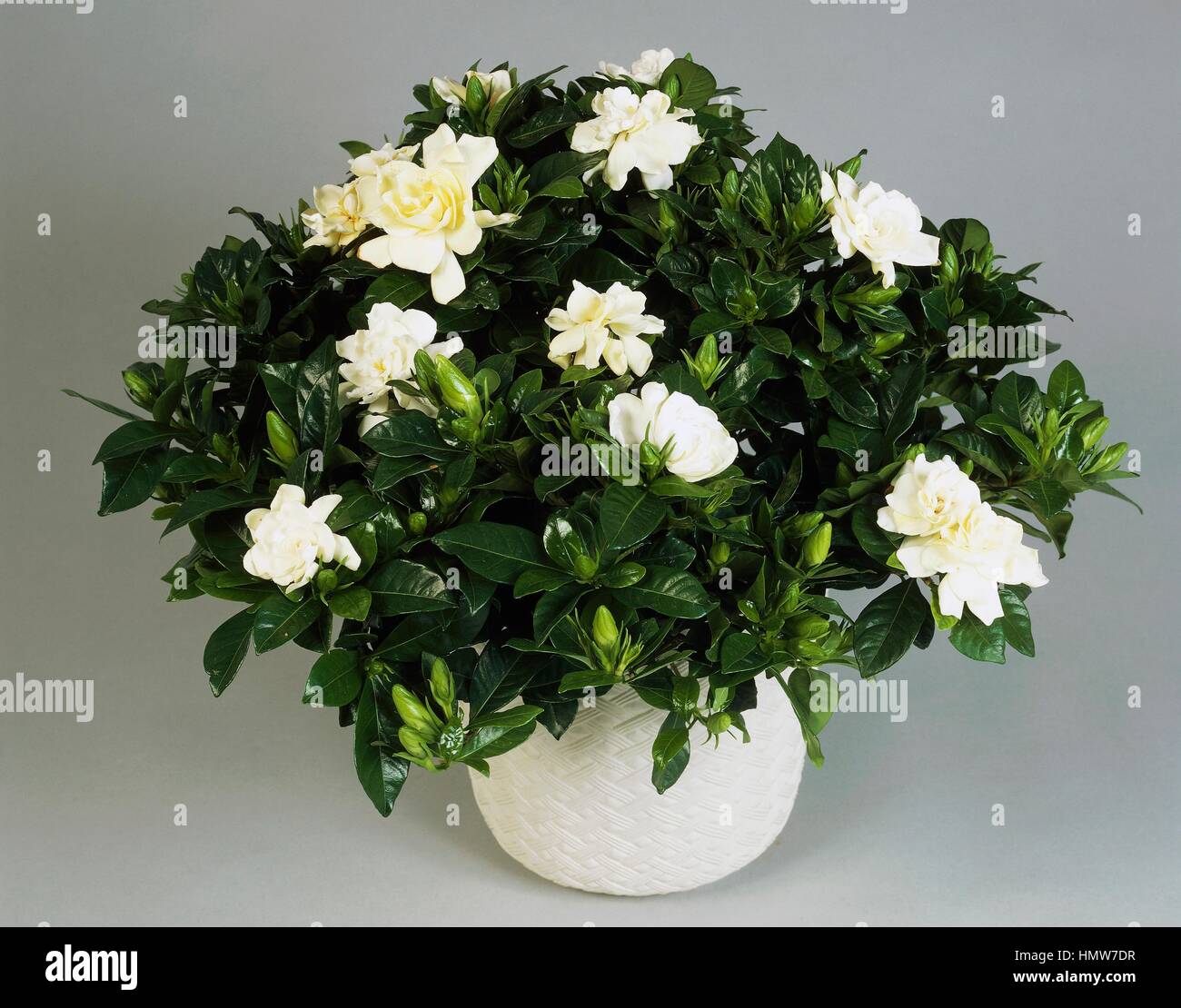 Gemeinsamen Gardenia oder Cape Jasmin (Gardenia Jasminoides), Rubiaceae. Stockfoto