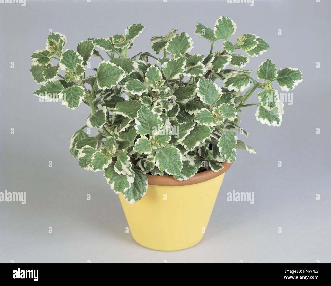 Zimmerpflanzen - Lamiaceae. Bunte schwedische Efeu (Plectranthus Coleoides  Variegatus Stockfotografie - Alamy