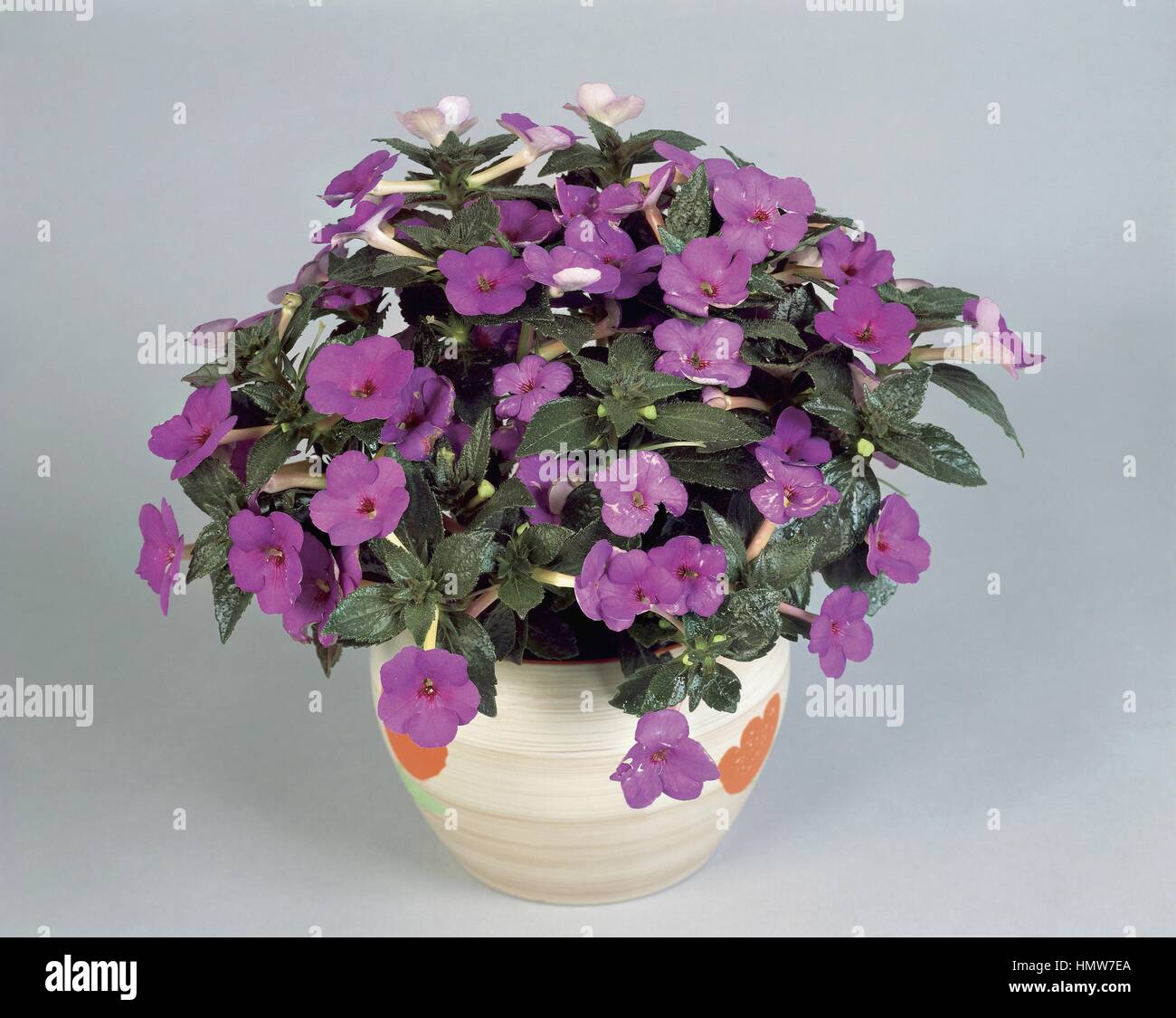 Zimmerpflanzen - Gesneriengewächse. Wunderblume (Achimenes "Paul Arnold") Stockfoto