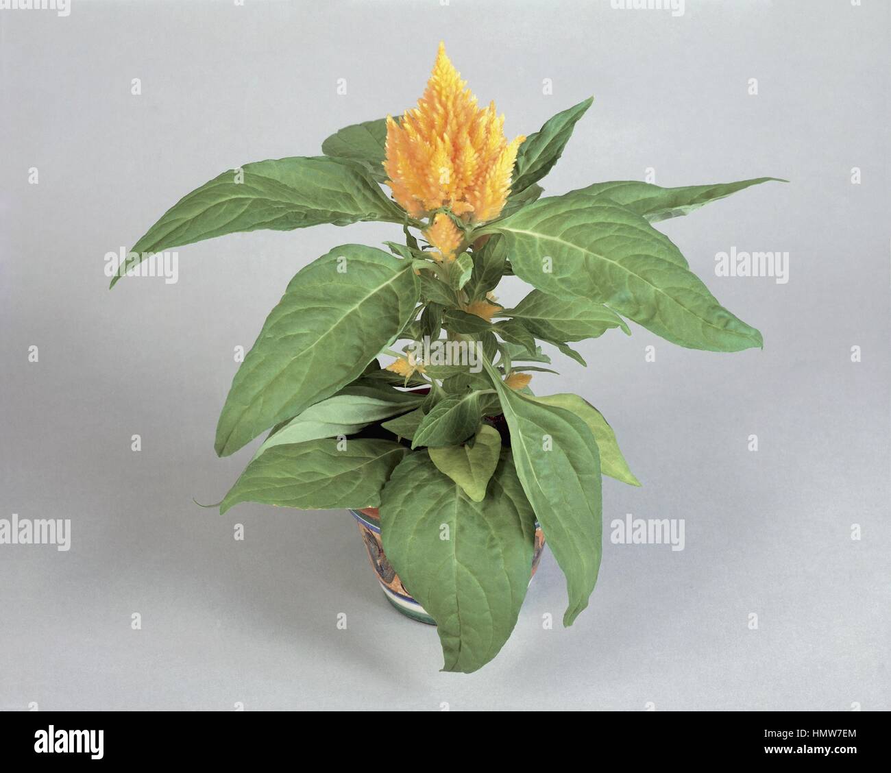 Potted celosia -Fotos und -Bildmaterial in hoher Auflsung  Alamy