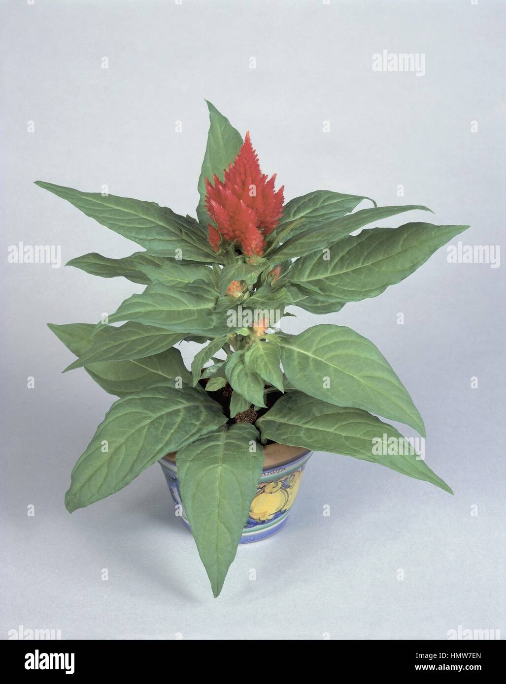 Zimmerpflanzen - Amaranthaceae. Silber Hahnenkamm (Celosia Argentea Pyramidalis) Stockfoto