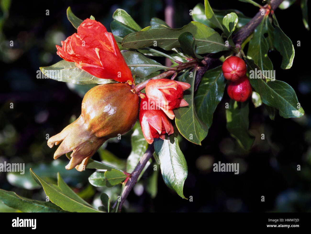 Granatapfel-Blumen und Früchte (Punica Granatum), Lythraceae. Stockfoto