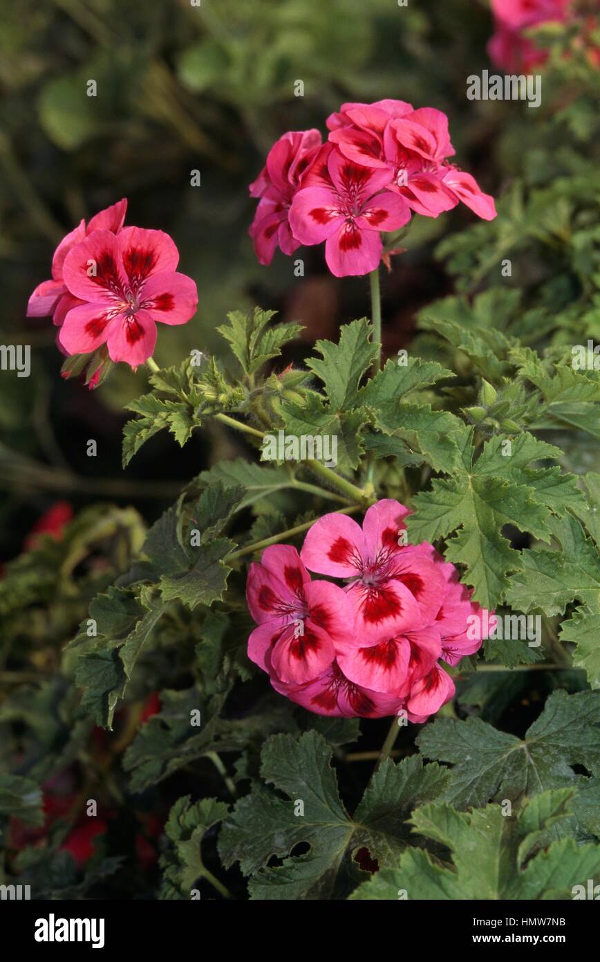 Geranie (Pelargonium Copthorne), Geraniaceae. Stockfoto