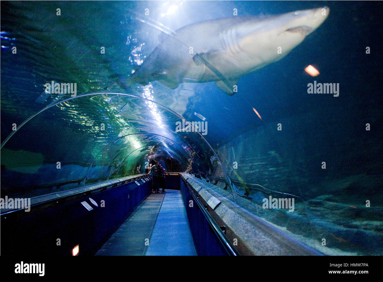 Ocean World North Queensferry Fife Schottland Aquarium und Sealife Center Unterwasser Haitunnel mit Besuchern Stockfoto
