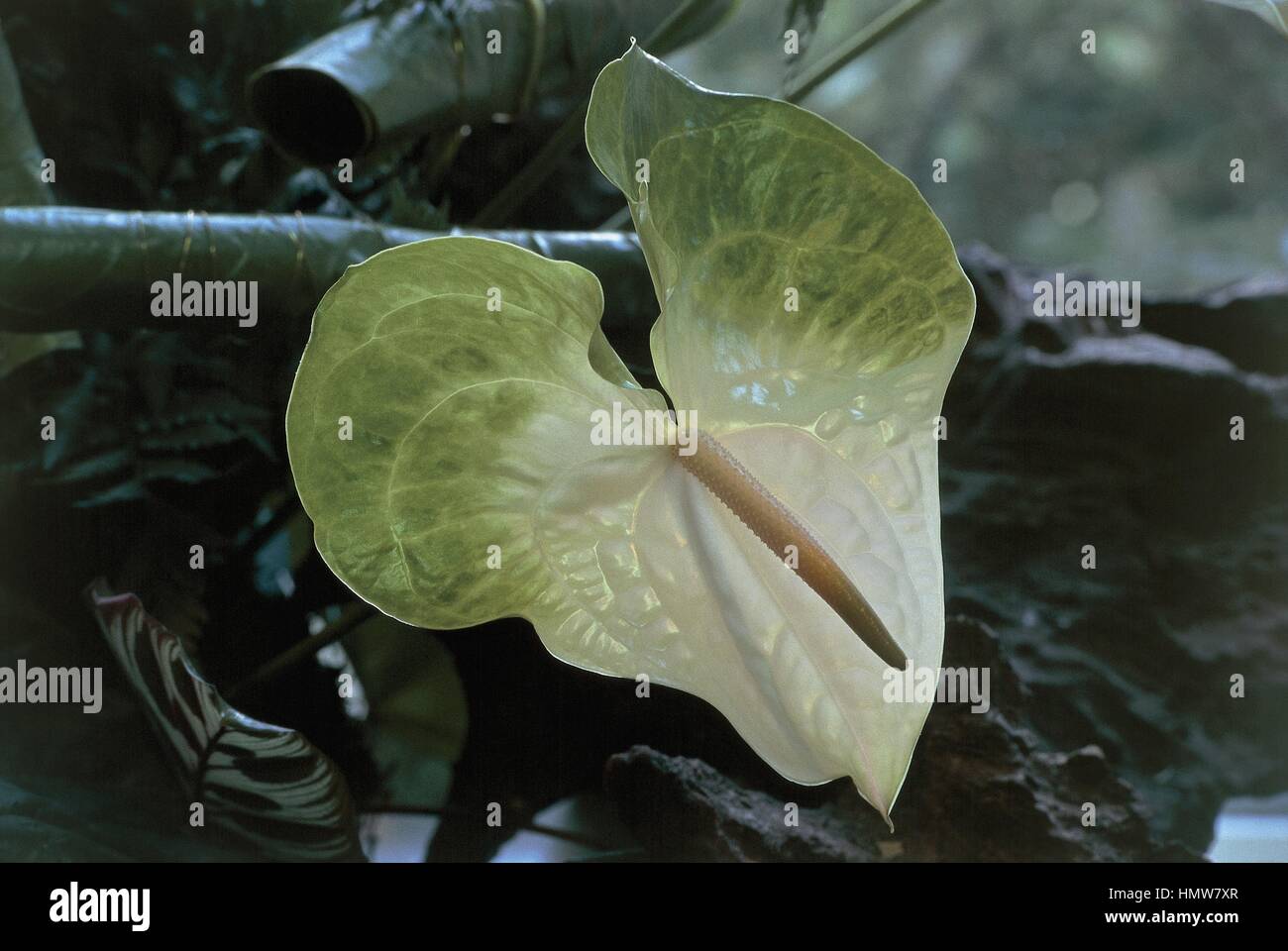 Botanik - Aronstabgewächse. Laceleaf (Anthurium "Lambada") Stockfoto