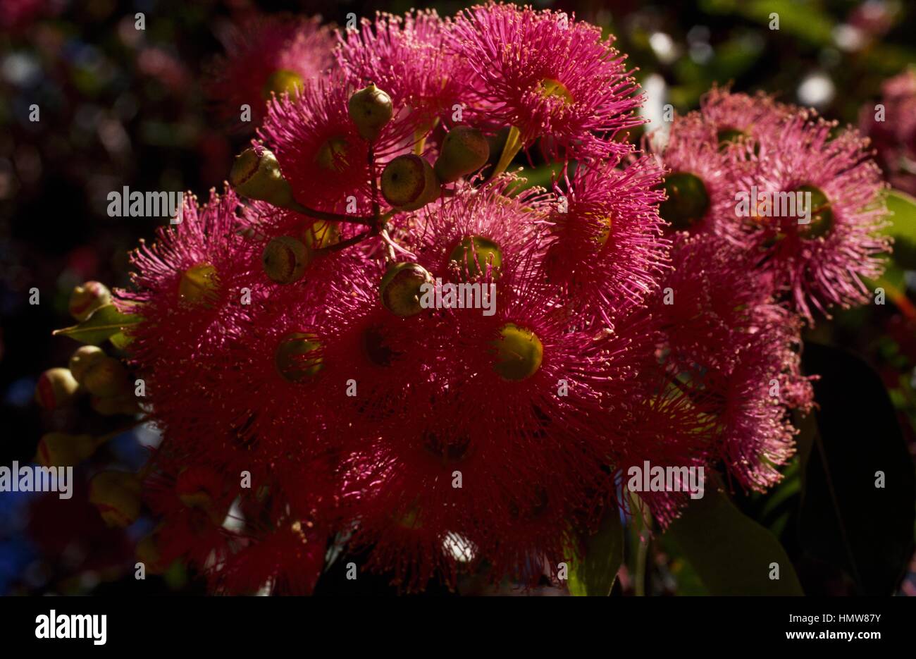 Blumen rot blühende Kaugummi (Corymbia Ficifolia), Myrtaceae. Stockfoto