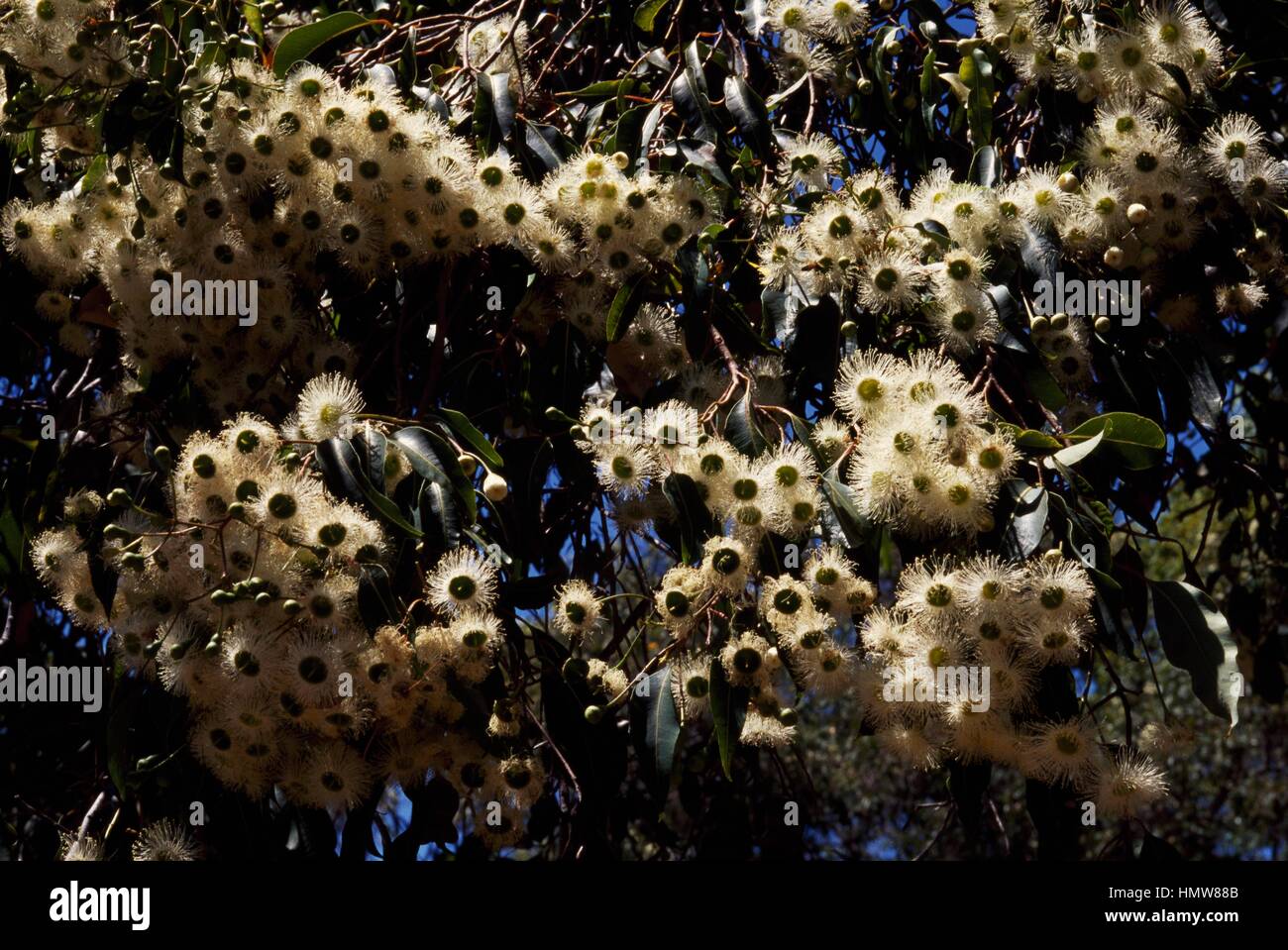 Blumen rot blühende Kaugummi (Corymbia Ficifolia), Myrtaceae. Stockfoto
