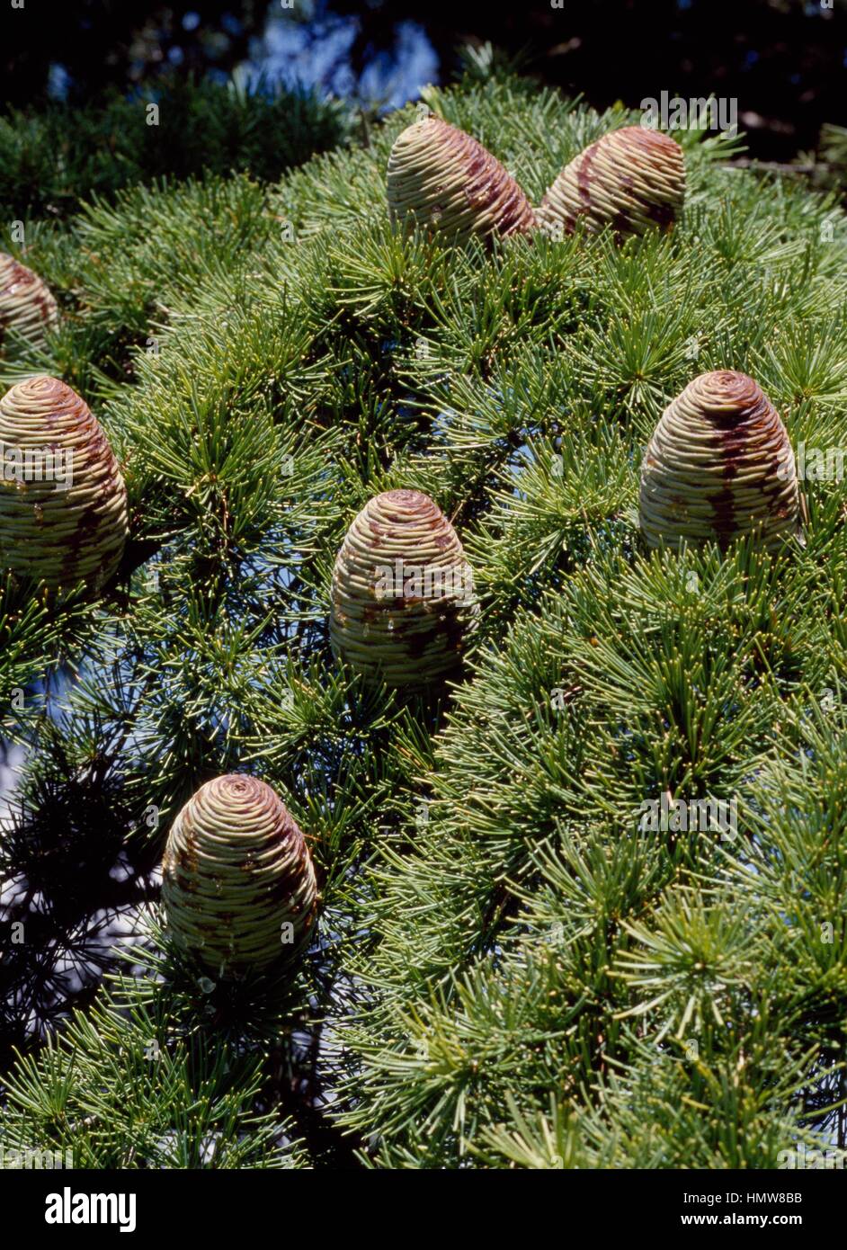 Blätter und Zapfen von Deodar Zeder oder Himalaya-Zeder (Cedrus Deodara Aurea), Tannenbäumen. Stockfoto