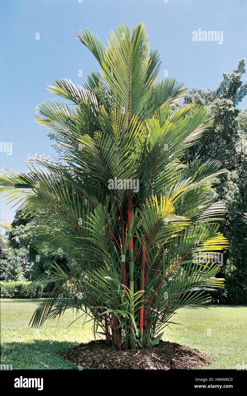 Botanik - Palmsonntag. Rotem Siegellack Palm (Cyrtostachys Renda) Stockfoto
