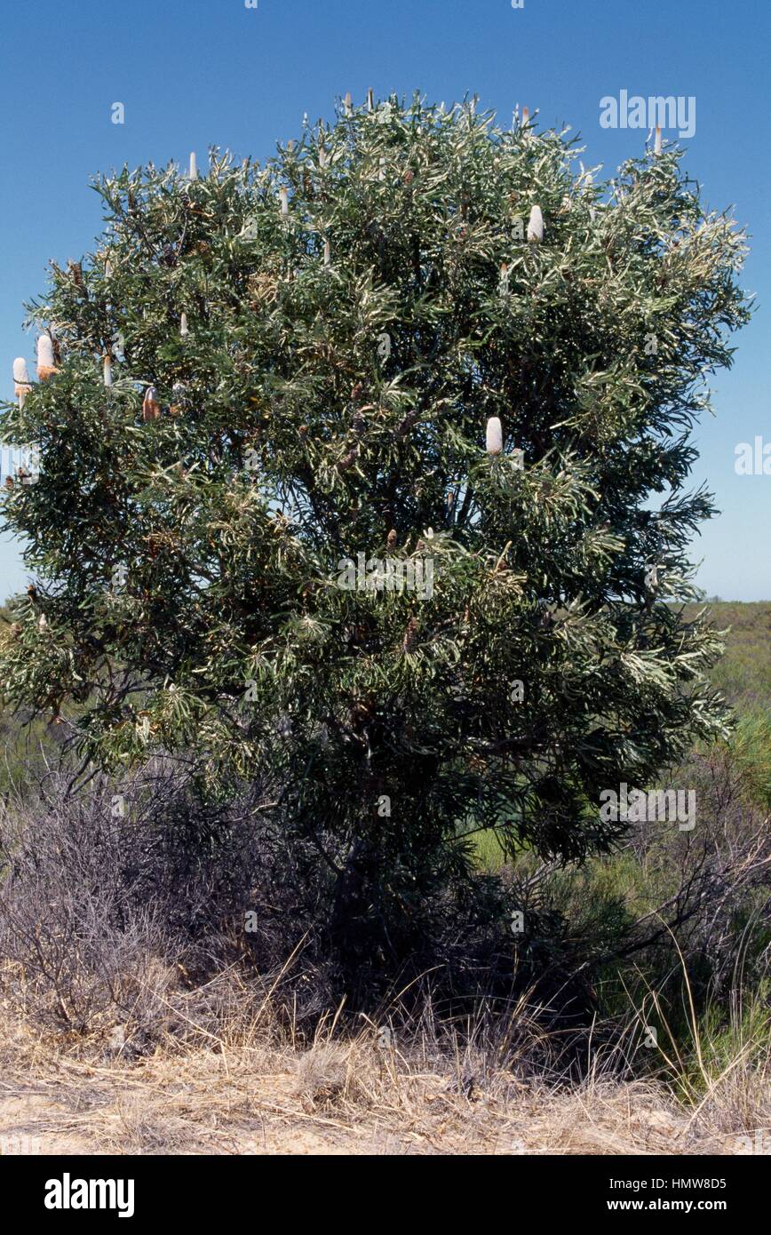 Brennholz Banksien (Banksia Menziesii), Proteaceae, Australien. Stockfoto