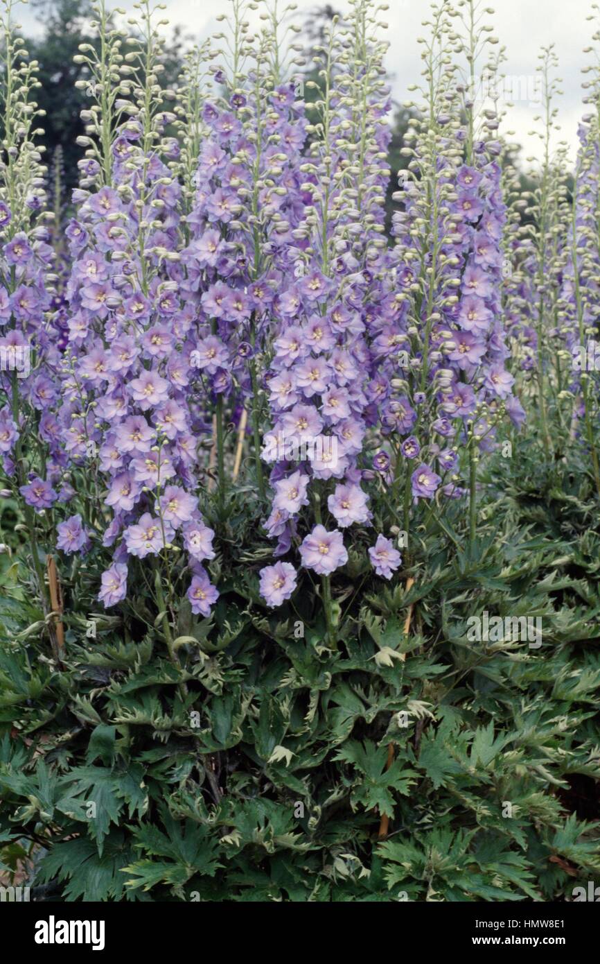 Delphinium Daily Express, Butterblume. Stockfoto