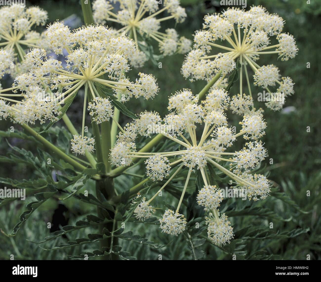 Botanik - Apiaceae.  Nördlichen Wasser Hemlock (Cicuta Virosa) Stockfoto