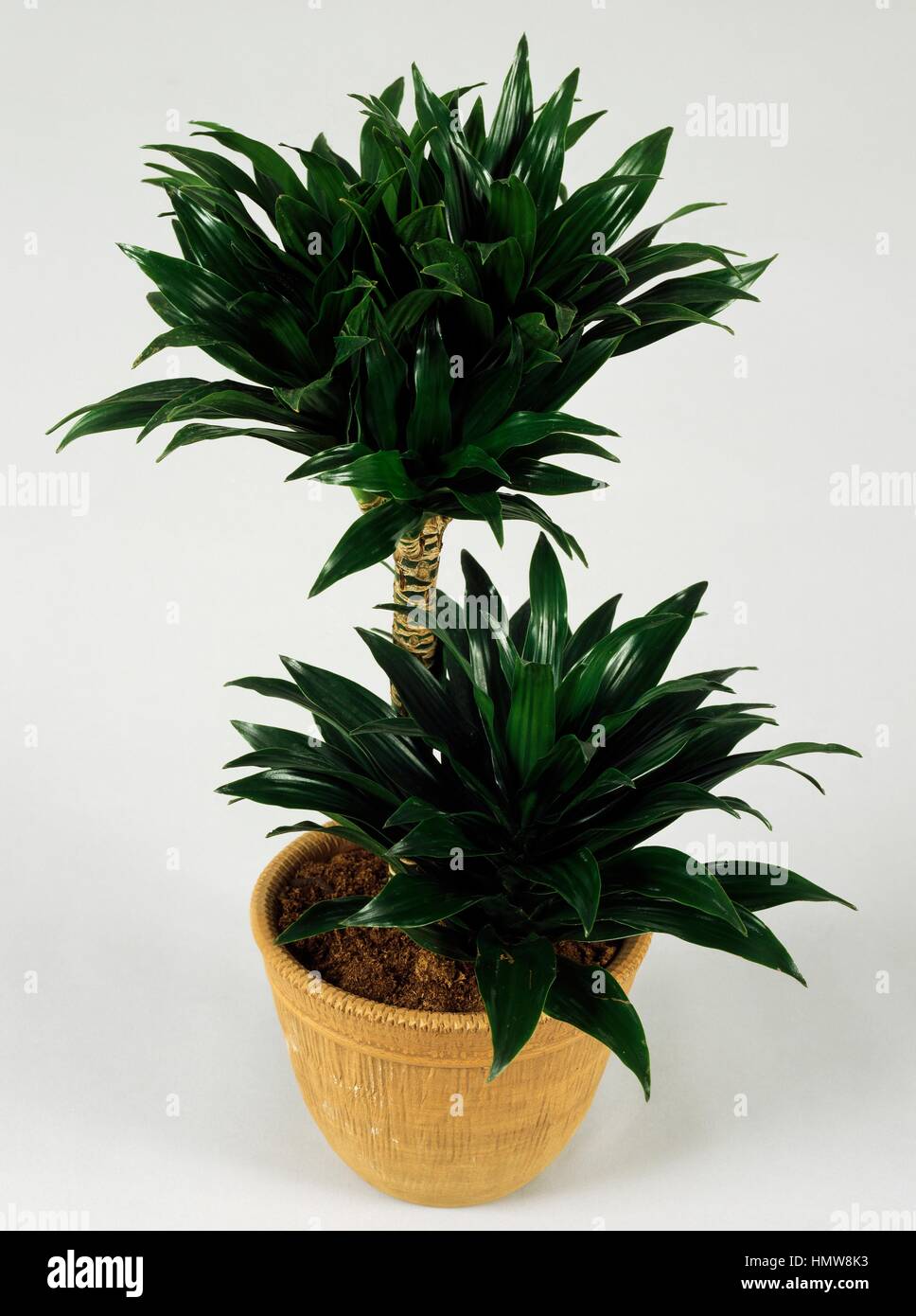 Dracaena compacta -Fotos und -Bildmaterial in hoher Auflsung  Alamy