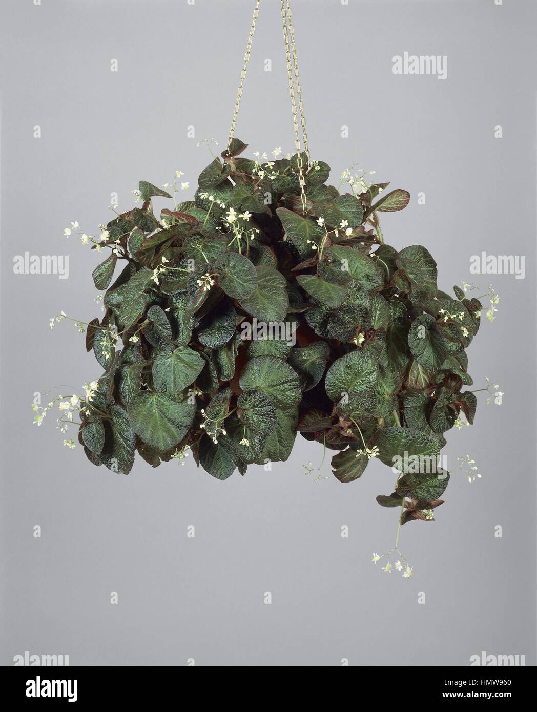 Zimmerpflanzen - Begoniaceae. Begonia Tuberhybrida ramentacea Stockfoto