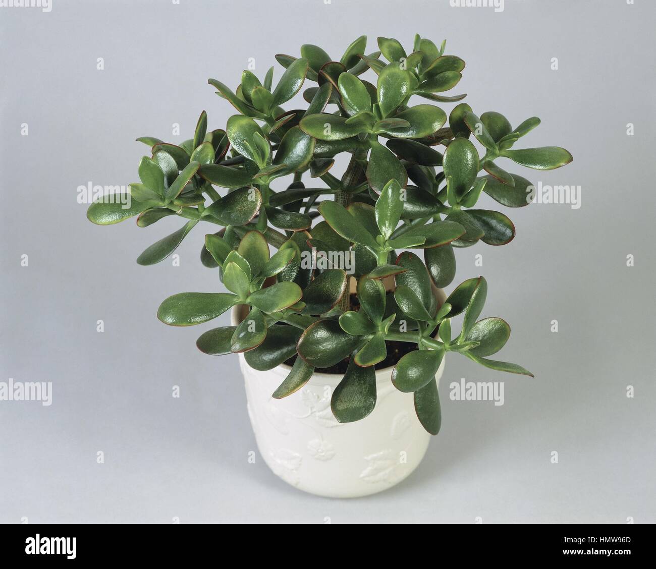 Zimmerpflanzen - Crassulaceae. Lffel Jade (Crassula Portulacea  Stockfotografie - Alamy