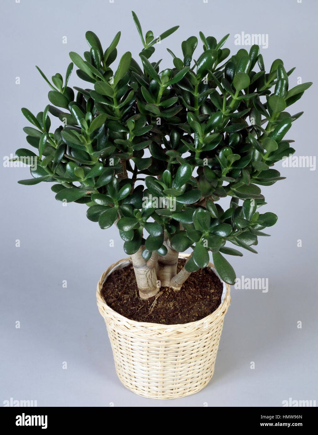 JadeAnlage, Freundschaft Baum oder Geldbaum (Crassula Portulacea oder