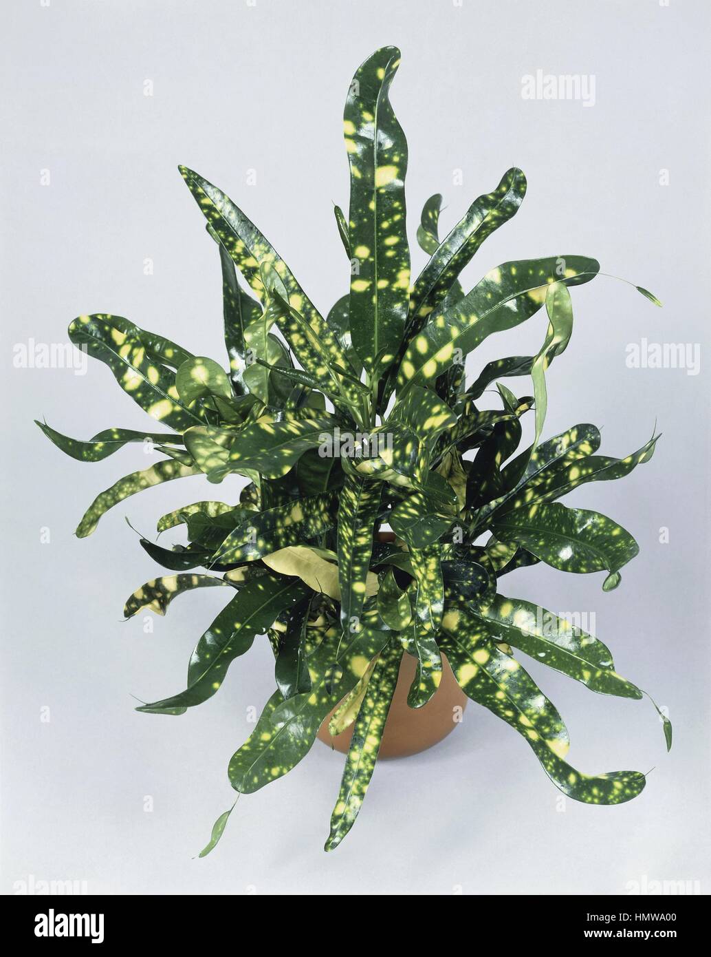 Zimmerpflanzen - Euphorbiaceae. Garten-Kroton (Codiaeum Variegatum "Gold  Star Stockfotografie - Alamy