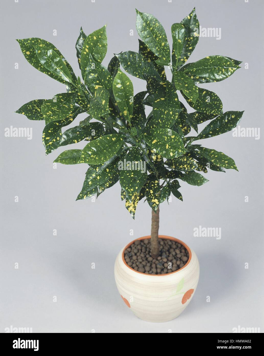 Zimmerpflanzen - Euphorbiaceae. Garten-Kroton (Codiaeum Variegatum ' Aucubaefolia' Stockfotografie - Alamy